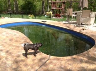 fiberglass pool infested with algae